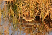 WildLife Photos of Birds, Waders, Wood Sandpiper, Tringa glareola